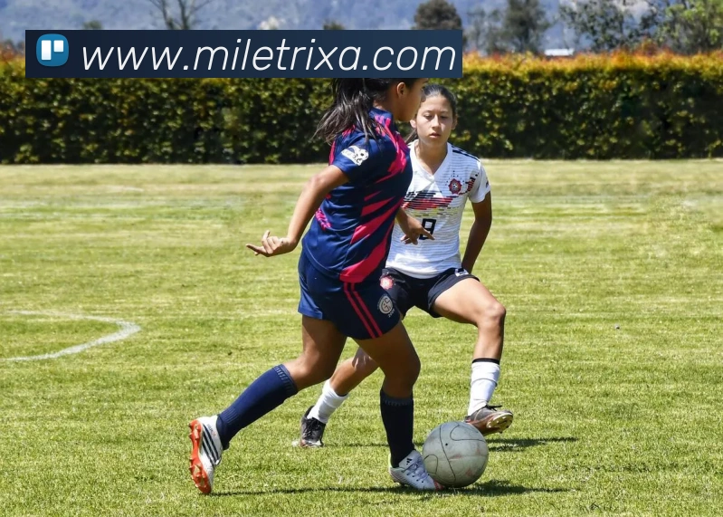 米乐体育平台生态图